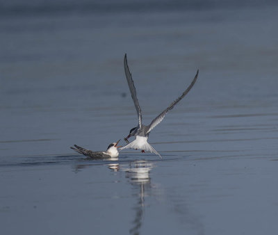 Arctic Tern (juvenile being fed)