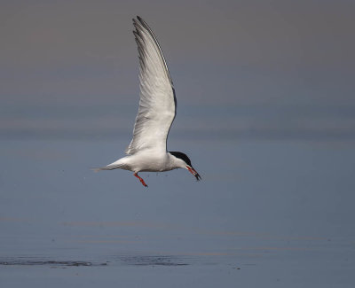 Common Tern