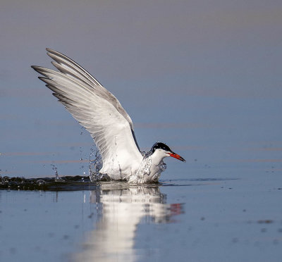 Common Tern