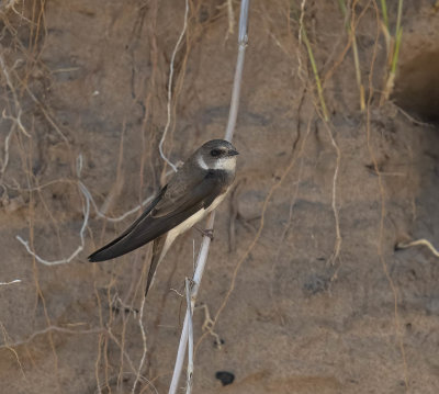 Sand Martin