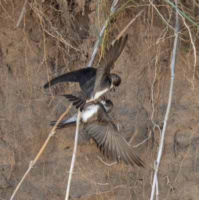 Sand Martins