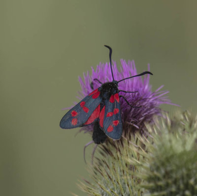 Six-spot Burnet's moth (Zygaena filipendulae)