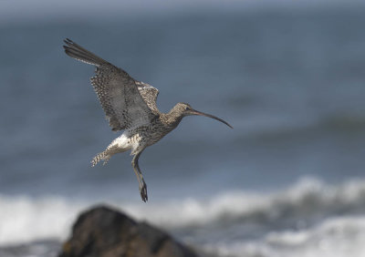 Curlew