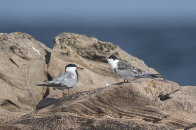 Common Tern (adult and juvenile)