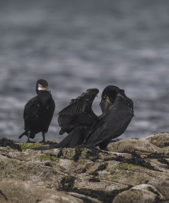 Cormorant adult and juvenile