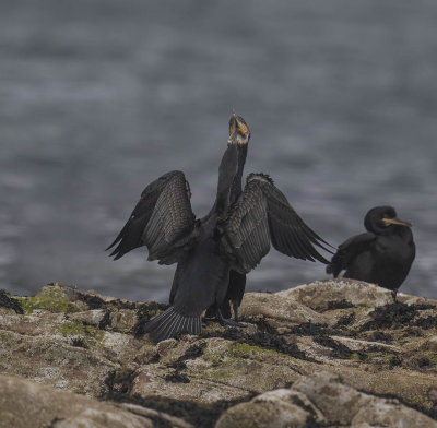 Cormorant adult and juvenile