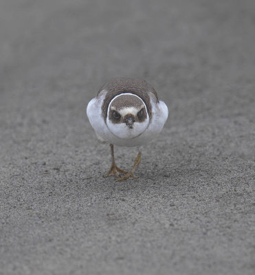 Ringed Plover (juvenile)