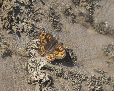 Wall Brown (Lasiommata megera)