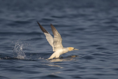 Gannet