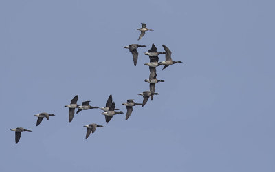 Pale-bellied Brent with a Pintail 
