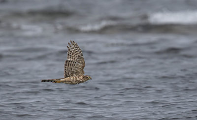 Sparrowhawk
