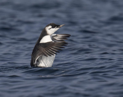 Guillemot (juvenile)