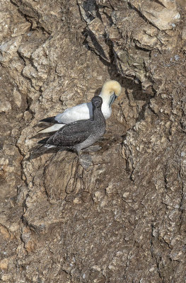 Gannet
