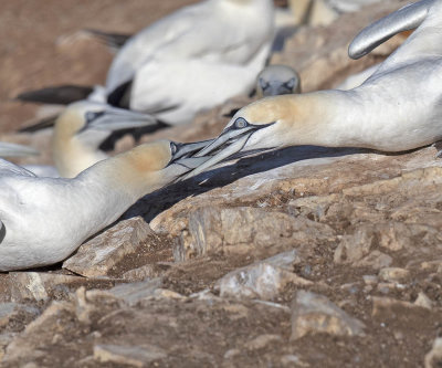 Gannet
