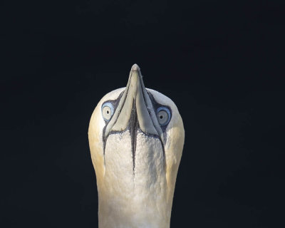 Gannet