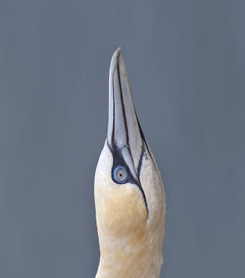 Gannet