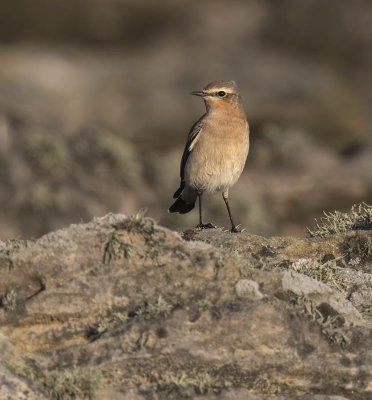 Wheatear