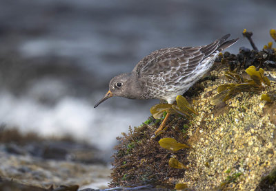 Purple Sandpiper