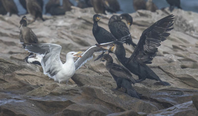 Cormorants and Greater Black-backed Gull