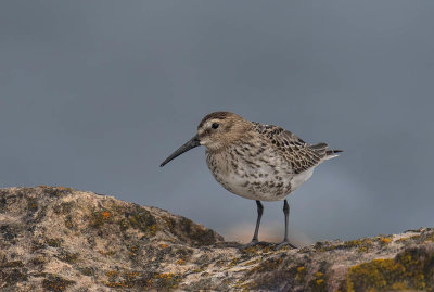 Dunlin