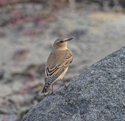 Wheatear