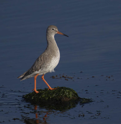 Redshank