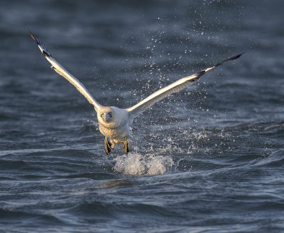 Gannet