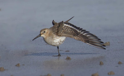 Dunlin