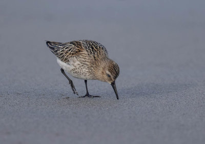 Dunlin