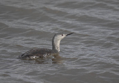 Red-throated Diver