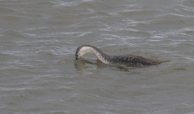 Red-throated Diver