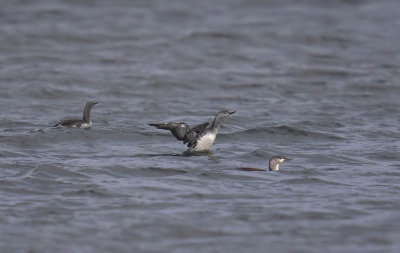 Red-throated Divers