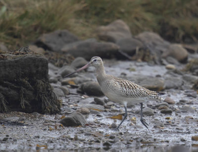 Bar-tailed Godwit