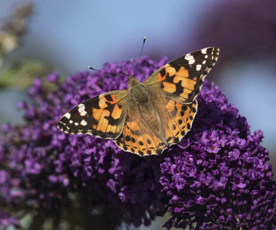 Painted Lady (Vanessa (Cynthia) cardui)