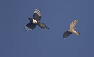 Sparrowhawk and Magpie