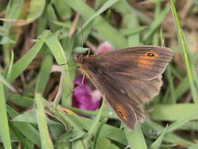 Meadow Brown (Maniola jurtina)