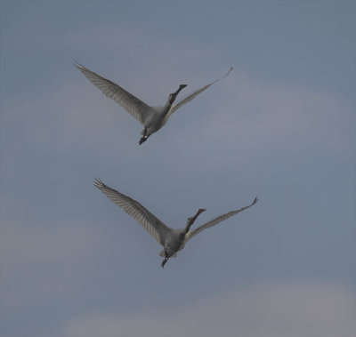 Spoonbills