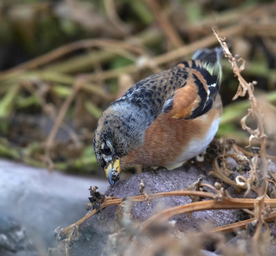 Brambling