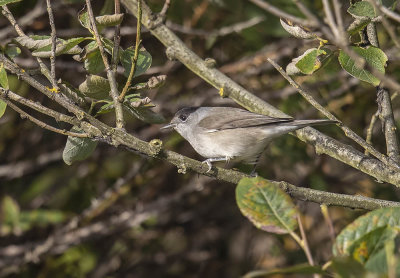 Blackcap