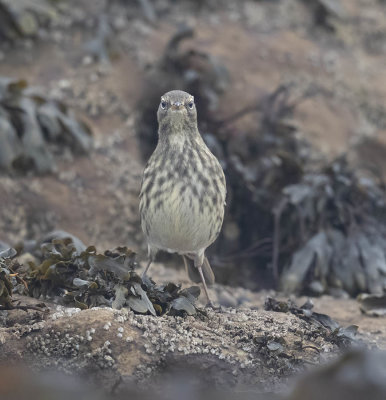 Rock Pipit