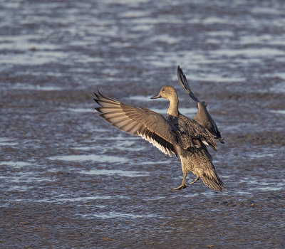 Pintail duck