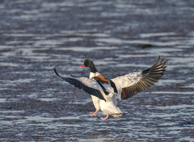 Shelduck