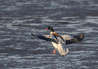 Shelduck