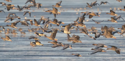 Barnacle Geese