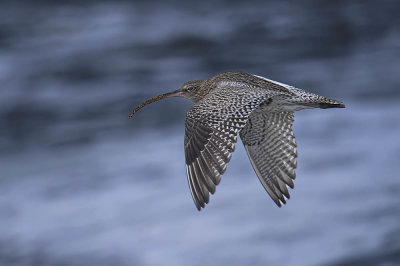 Curlew