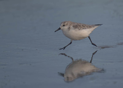 Sanderling