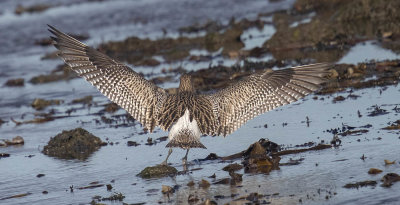 Curlew