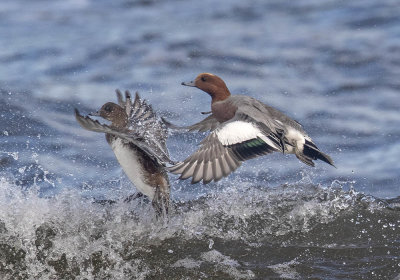 Wigeon