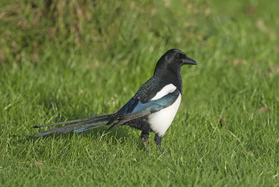 Magpie