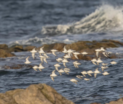 Sanderling